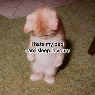 🐈