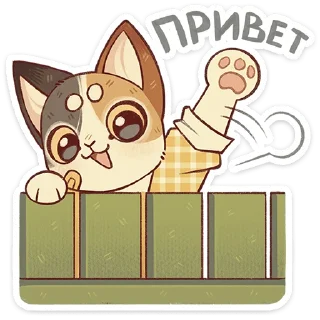 🐱