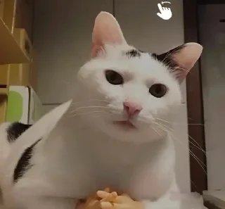 🐈