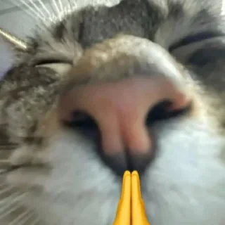 🐈