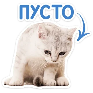 🐱