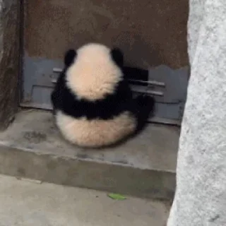 🐼