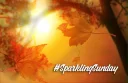 🍁