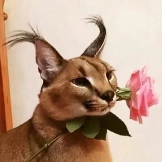 🌹
