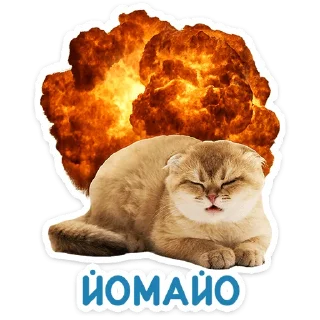 🐱