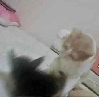 🥊
