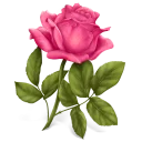 🌹