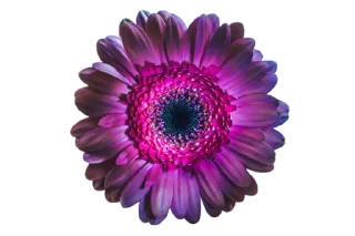 🌸