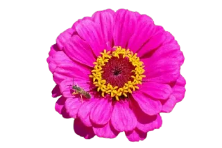🌺