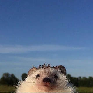 🦔