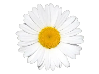 🌸