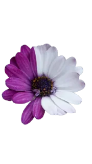 🌺