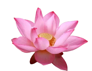 🌸