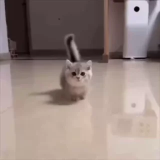 ᯓ★ котейки — Telegram sticker pack