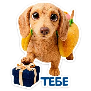 🐶