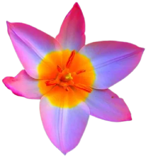 🌺
