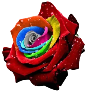 🌹