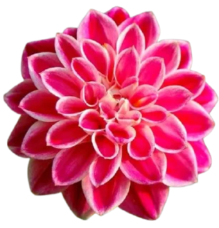 🌷