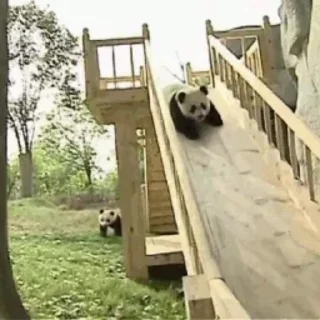 🐼