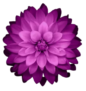 🌺