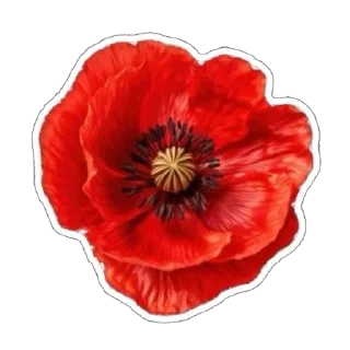 🌹
