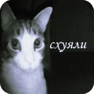 🐱