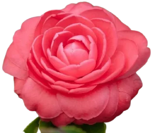 🌺