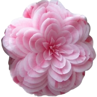 🌸