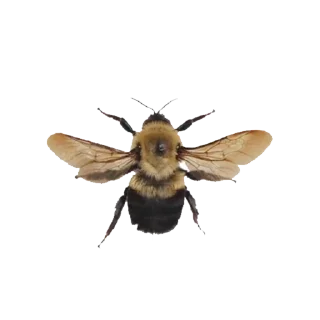 🐝
