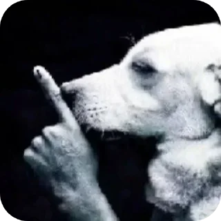 🐶