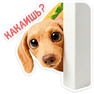 🐶
