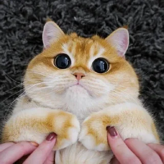 🤩
