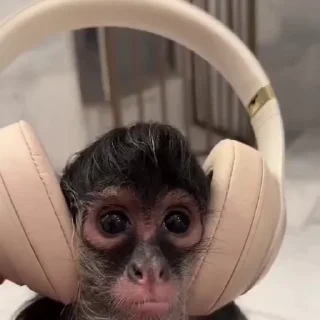 🎧