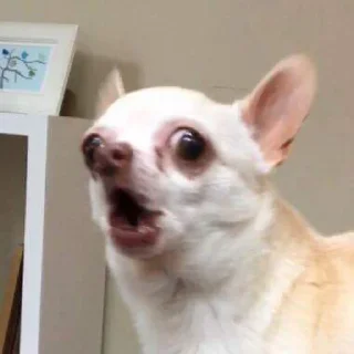 🤭