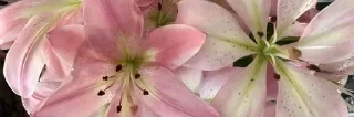 🌟