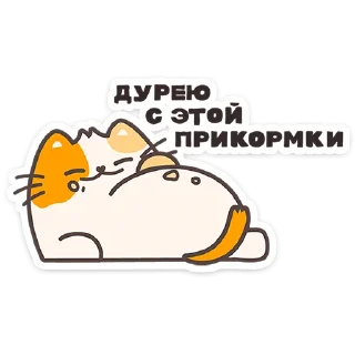 🐱