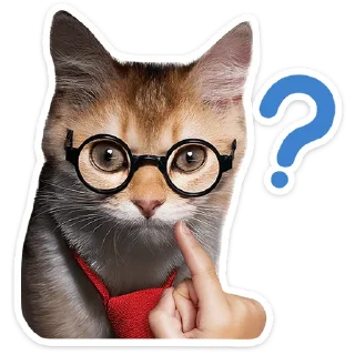 🐱