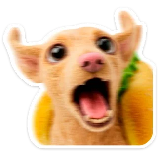 🐶