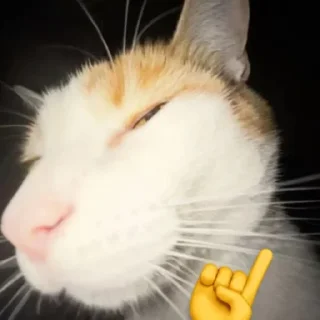 🐈