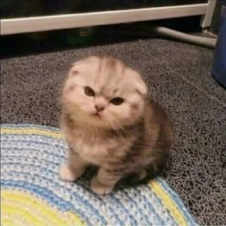 🐈