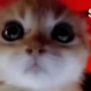 😡
