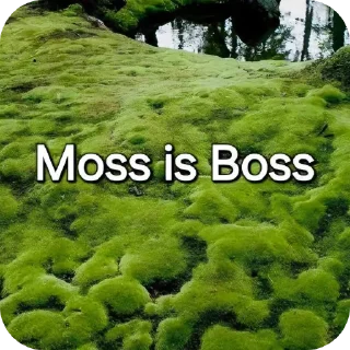Moss — Telegram sticker pack