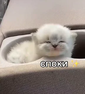 ✨