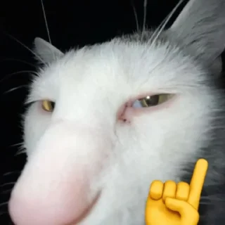 🐈
