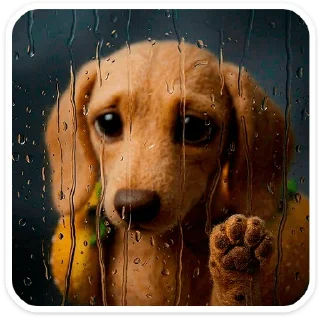 🐶