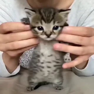 Мемные коты — Telegram sticker pack