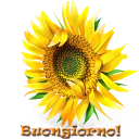 🌻