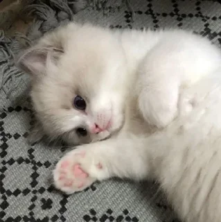 🐈