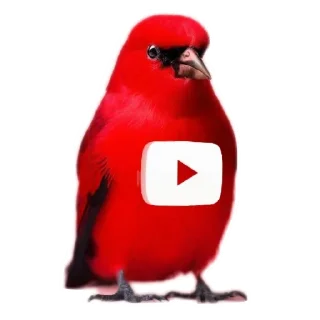 🐦