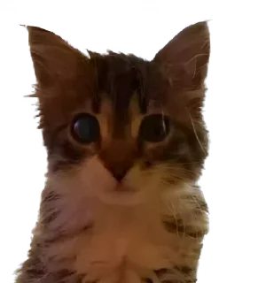 крутые коты — Telegram sticker pack